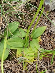 Ophrys fusca