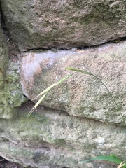 Poaceae