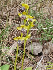 Ophrys fusca