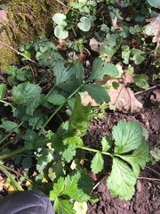 Geum urbanum