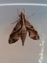 Eupanacra elegantulus