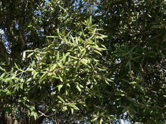 Quercus ilex