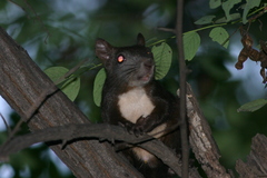Sciurus vulgaris