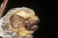 Lasiurus cinereus cinereus