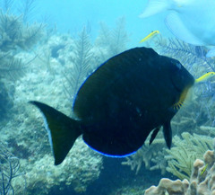 Acanthurus tractus