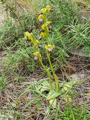 Ophrys fusca