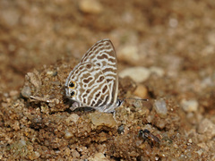 Leptotes plinius
