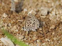 Leptotes plinius