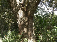 Quercus ilex