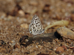 Leptotes plinius