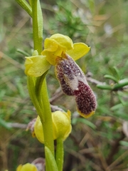 Ophrys fusca
