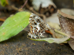 Catapaecilma major