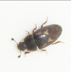Nitidula ziczac