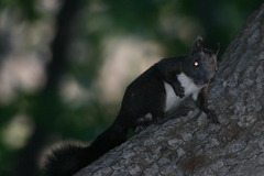 Sciurus vulgaris