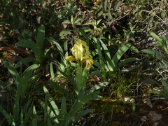 Iris pseudopumila