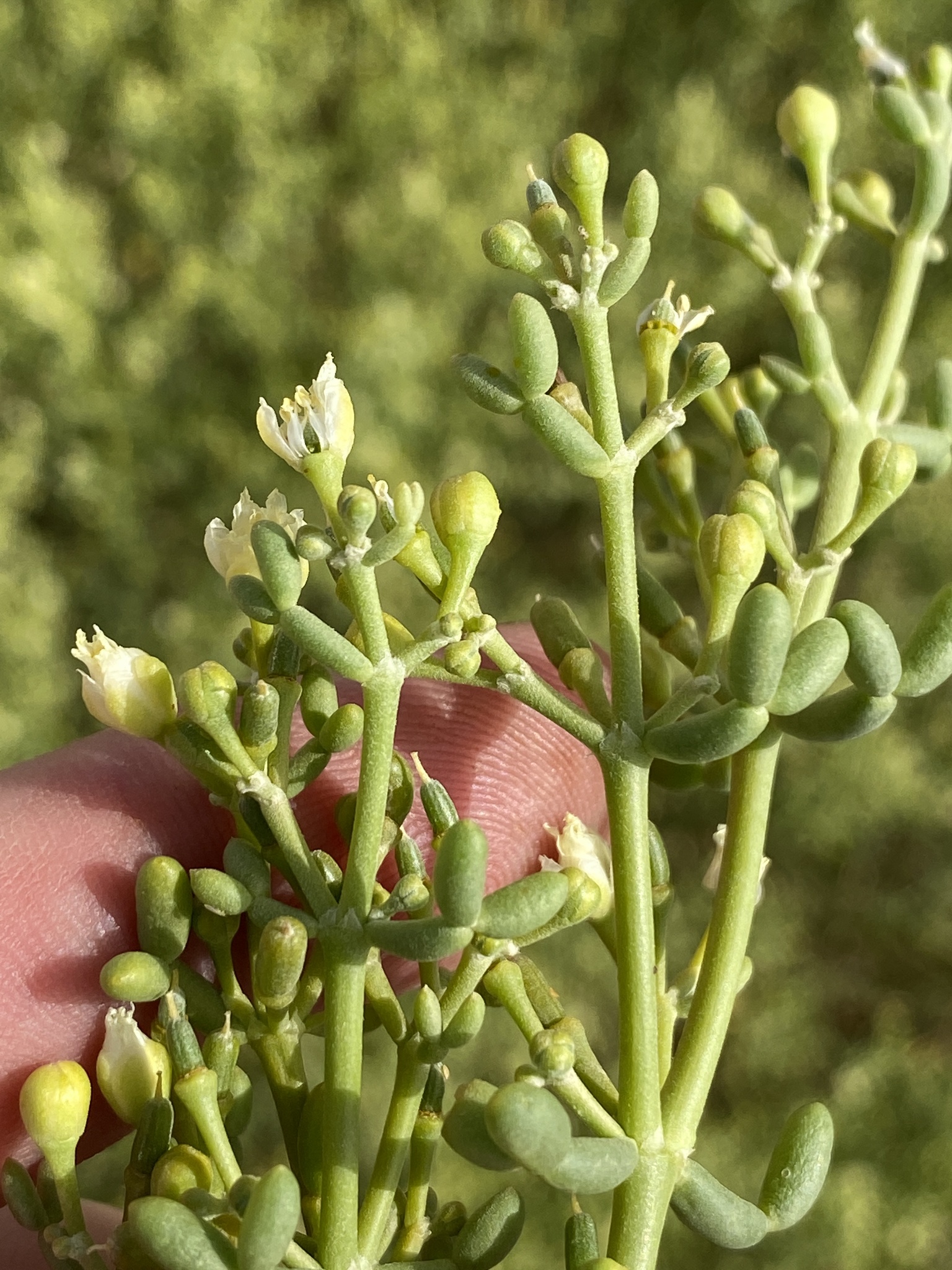 Zygophyllum coccineum L. 3