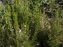 Erica arborea