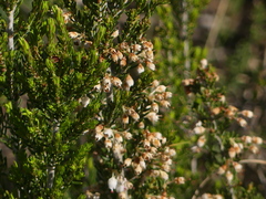 Erica arborea