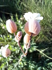 Silene vulgaris