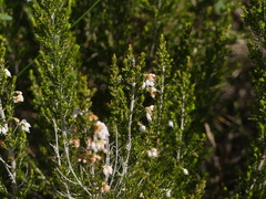 Erica arborea