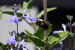 Xylocopa tabaniformis orpifex
