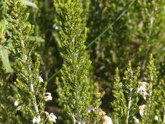 Erica arborea