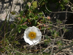 Cistus salviifolius
