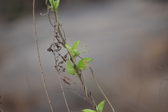 Vincetoxicum indicum