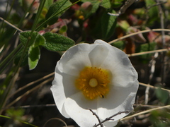Cistus salviifolius