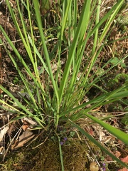 Poaceae