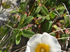 Cistus salviifolius