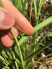 Poaceae