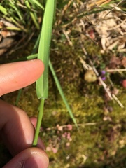 Poaceae