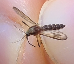 Aedes infirmatus