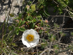 Cistus salviifolius