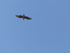 Buteo buteo