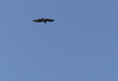Buteo buteo