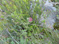 Anthyllis vulneraria rubriflora