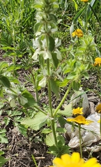 Stachys ocymastrum