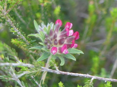 Anthyllis vulneraria rubriflora