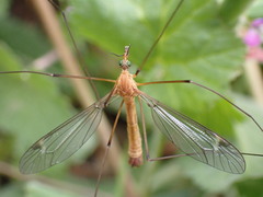 Tipula bezzii