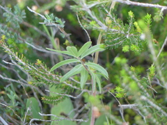 Anthyllis vulneraria rubriflora