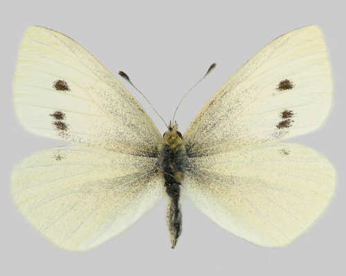 Cabbage white