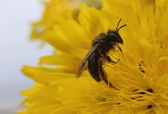 Andrena vulcana