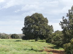 Quercus ilex