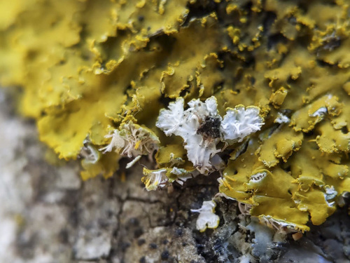 Powdery Sunburst Lichen