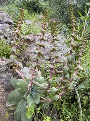 Dudleya arizonica