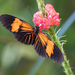 Heliconius erato erato × hydara - Photo (c) Michel Giraud-Audine, some rights reserved (CC BY-NC), uploaded by Michel Giraud-Audine