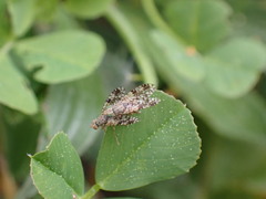 Tephritis matricariae