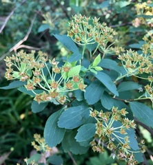 Spiraea cantoniensis